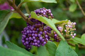 Beauty Berry,Callicarpa americana L, American beautyberry, French mulberry,LAMIACEAE