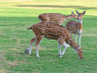 group of spotted deer or chital deer in a zoo