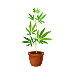 Hemp Seedling Growing in Ceramic Pot Vector Illustration
