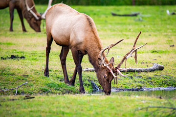 Male bull elk drinking water in Alaska national park close up