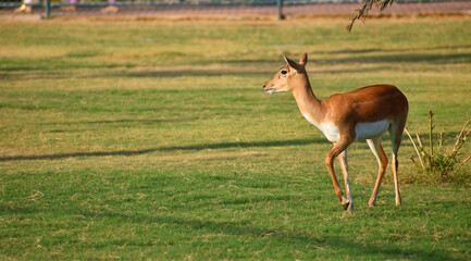 Profile of female blackbuck, also known as the Indian antelope