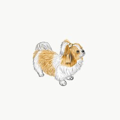 digital painting of brown-white Shih-Zhu dog on white background