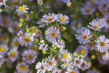 field of daisies in macro photography