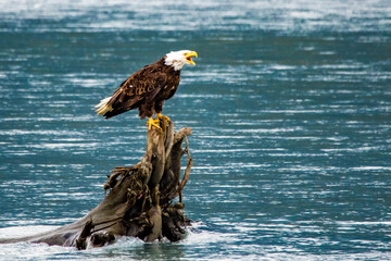 Majestic bald eagle sitting on tree in the river in Alaska