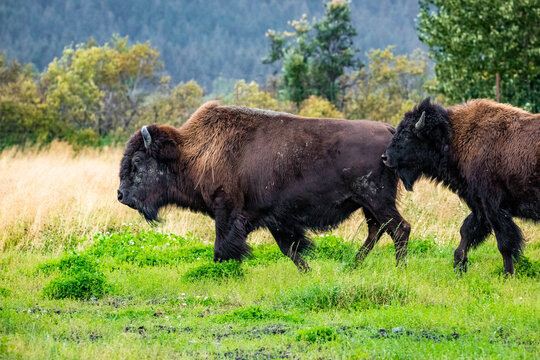 Wild Wood Bison Portrait In Alaska National Park