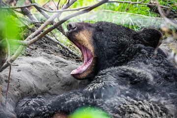 Cute looking black bear getting ready for hibernate sleeping