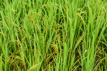  Rice fields