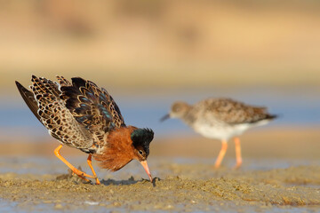 Ruff, bird in breeding plumage in spring. Calidris pugnax