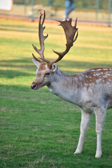 Naklejka na ściany i meble Beautiful male chital deer or spotted deer in zoo