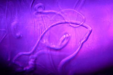 scientific photograph of parasites in human blood plasma under a microscope in a laboratory. soap...