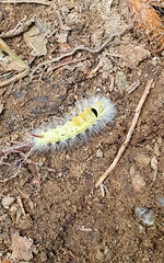 Neongelbe Raupe mit feinem Haar und Stachel