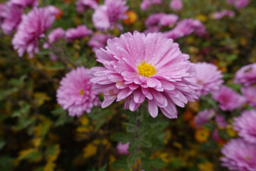 Close view of pink flowers of Chrysanthemum with droplets of water in November