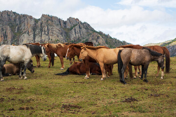 Fototapeta na wymiar herd of horses on the meadow