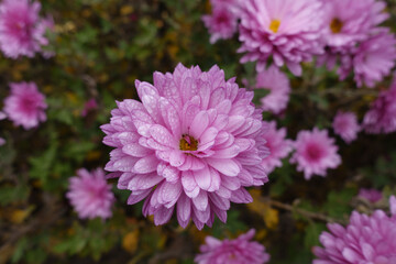 Dew on pink flower of Chrysanthemum in mid November