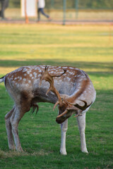 Naklejka na ściany i meble Beautiful male chital deer or spotted deer in zoo
