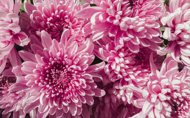 pink chrysanthemum flowers