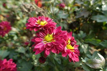 3 crimson and yellow flowers of Chrysanthemums in November