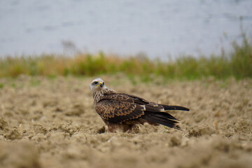 Harrier in his natural habitat looking right on the ground with lake,  and green grass