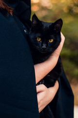 Women's hands hold a black cat in their arms. Black cloak. Twilight. Selective focus. High-quality...