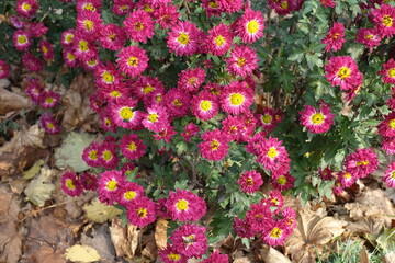 A lot of crimson and yellow flowers of Chrysanthemums in November