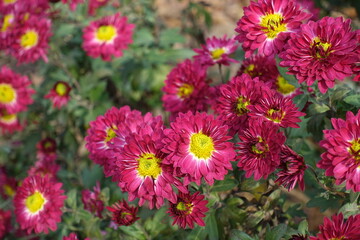 Bright crimson and yellow flowers of Chrysanthemums in November