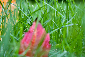 Kolorowe liście na różnych tłach.