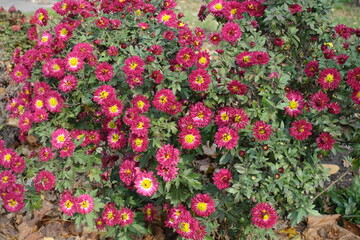 Bush of flowering ruby red and yellow Chrysanthemum in November