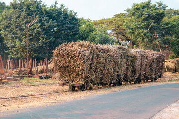 A steel old train loaded with freshly harvested sugarcane ready to transport to sugar factory in...