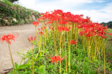 彼岸花　曼珠沙華