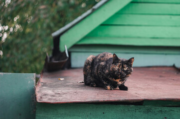 cat on the roof