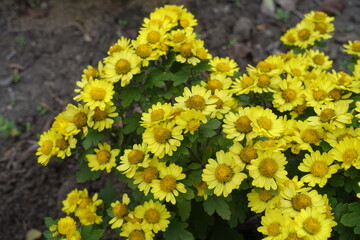 Daisy like yellow flowers of Chrysanthemums in October