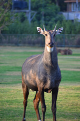 close up a male nilgai animals in zoo