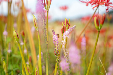蜜蜂とピンク色の花　背景に彼岸花