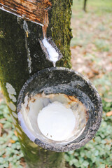 Latex extracted from rubber tree source of natural rubber.