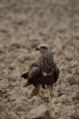 Imposing harrier suffering the lack of water and desertification