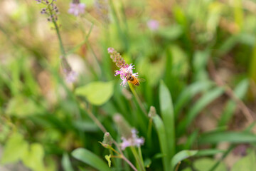 蜜蜂とピンク色の花　背景に彼岸花