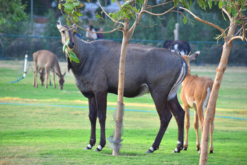 Naklejka na ściany i meble The pair of nilgai Deer, Close view of nilgai in zoo