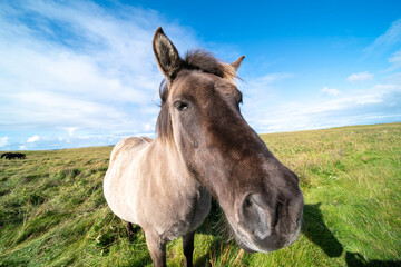 Horses graze on a green meadow in Iceland