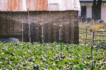 Sprinkler(Springer) is watering a variety of beautiful growing Strawberry tree in the garden.