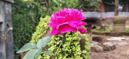 flowers in the garden