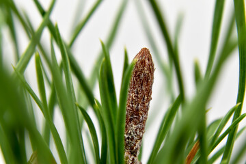 Cienkie, zielone igły krzewu.