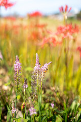 蜜蜂とピンク色の花　背景に彼岸花