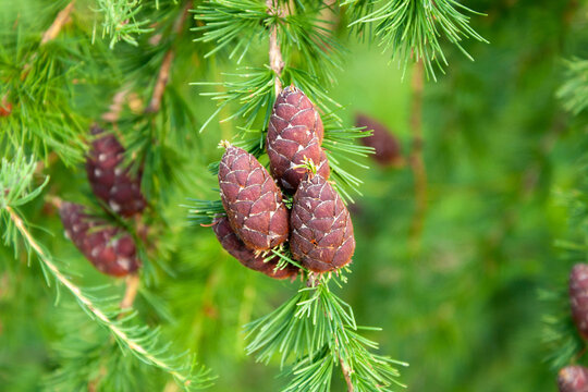 Siberian Larch Branch With Red Cones