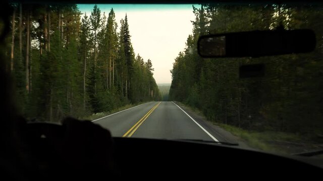 An early morning drive through Yellowstone on a warm summer day 2020.