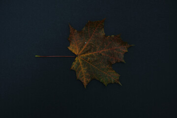 one autumn leave isolated on black background