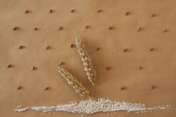 Representation of the importance of rain for the agriculture with wheat spikes, flour and grains