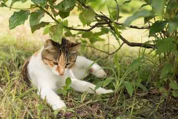 cat sleep under the tree