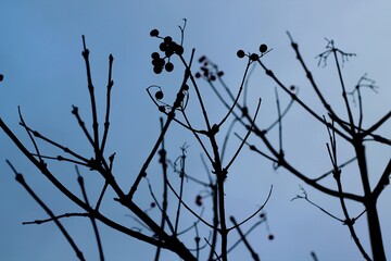 branches against blue sky