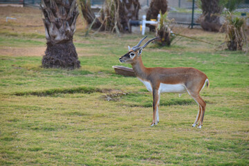 A male Blackbuck also known as Antelope, close up, Big horned wild male blackbuck in a zoo