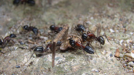 ant.
many ants , worker ant
ants is eating spider
close up of ants are working
closeup ant
macro photo. 
insects, insect, bugs, bug, animals, animal, wildlife, wild nature, forest, woods, garden, park